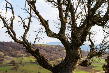 Branches of dead tree in farm.