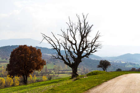 Silhouette branches of dead tree in farm.の写真素材