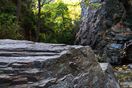 River in forest in nature with stones, rocks and trees.の写真素材