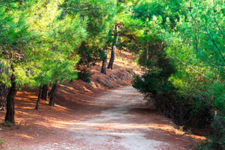 Walking path inside of forest.の写真素材