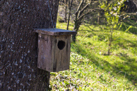 Wooden bird nest in forest.