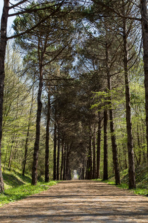 Pine trees along the road, walking road in forest.