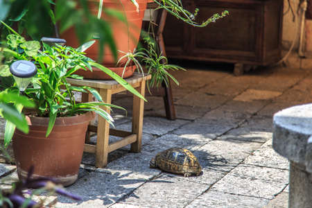 Side view of brown tortoise walking in the garden among flowerpots.の写真素材
