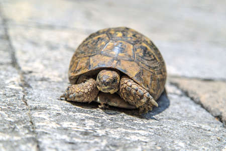Close up detailed front view of tortoise walking in the stone garden.の写真素材