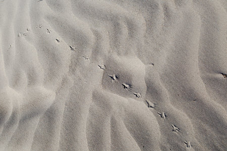 Top view of small prints, spoor in a row on sand, with holiday concept.の写真素材