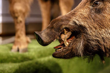 Close up detailed porker animal view at National Museum of Prague.のeditorial素材