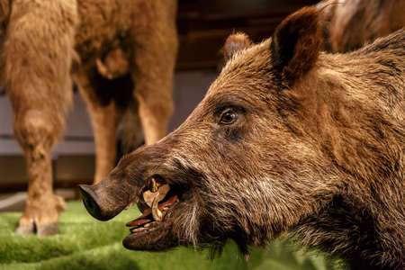 Close up detailed porker animal view at National Museum of Prague.のeditorial素材