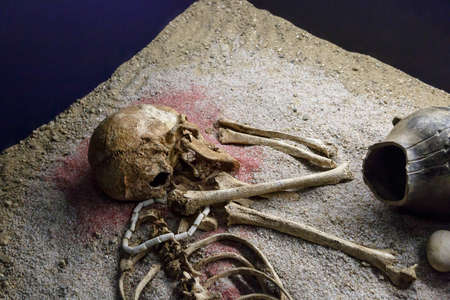 Close up detailed view of human body skeleton bones exhibited in Prague National Museum.のeditorial素材