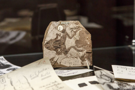 PRAGUE, CZECH REPUBLIC - JANUARY 1, 2016 : Close up detailed view of animal fossil from prehistoric...