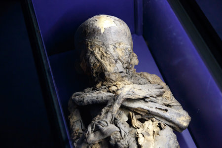 Close up detailed view of human body skeleton bones exhibited in Prague National Museum.