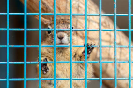 Close up detailed view of a small squirrel inside a cage with blue fence.の写真素材