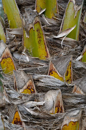 Close up detailed view of dry palm tree root.の写真素材