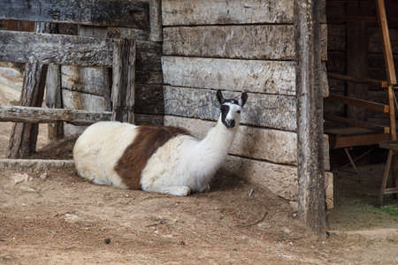 View of a white lama sitting in a cage in a zoo.の写真素材