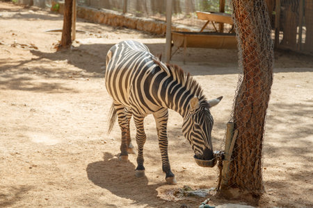 View of a stripped zebra living in cage in a natural park.の写真素材