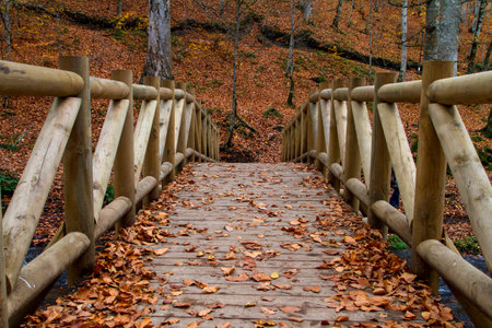 Wooden bridge on river with fallen leaves in autumn season.