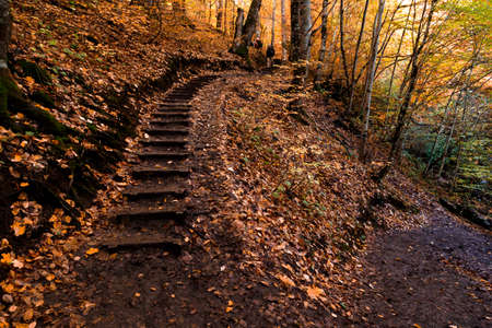 Autumn landscape with fallen leaves in Yedigoller National Park, Bolu.の写真素材