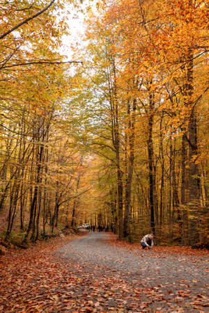 BOLU, TURKEY - NOVEMBER 06, 2016: People in forest with fallen leaves, autumn season in Yedigoller. Yedigoller, also known seven lakes, is national park in Bolu, Turkey.の写真素材