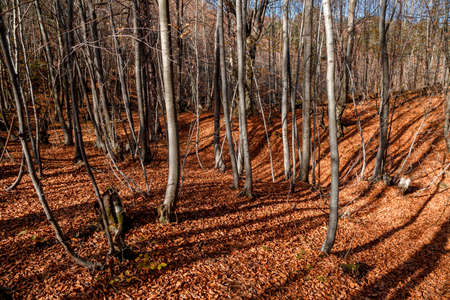 Wide view of autumn trees in Yalova, Turkey.の写真素材