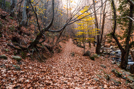 Wide view of autumn trees in Yalova, Turkey.の写真素材