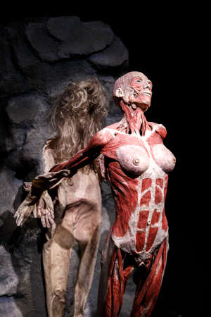 AMSTERDAM, NETHERLANDS - JULY 2, 2016 : General view of human body with different positions. Body World is a museum where plastinated bodies are exhibited.のeditorial素材