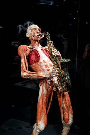 AMSTERDAM, NETHERLANDS - JULY 2, 2016 : General view of human body with different positions. Body World is a museum where plastinated bodies are exhibited.のeditorial素材