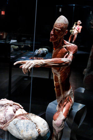 AMSTERDAM, NETHERLANDS - JULY 2, 2016 : View of human body parts with muscles. Amsterdam Body Worlds...