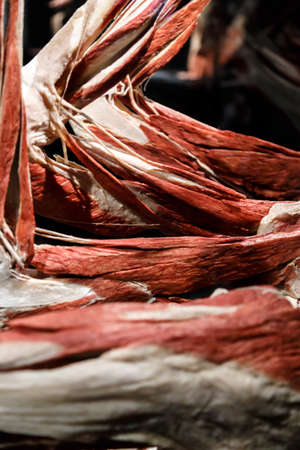 AMSTERDAM, NETHERLANDS - JULY 2, 2016 : Close up detailed view of human body with muscles. Body World is a museum where plastinated bodies are exhibited.のeditorial素材
