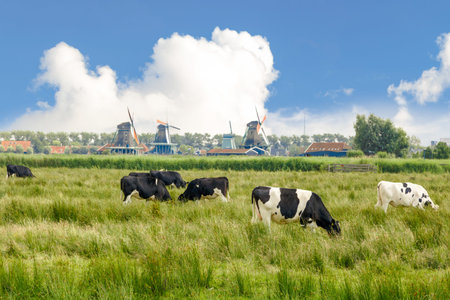 Landscape view of farm field with cows and sheep on cloudy blue sky background.の写真素材