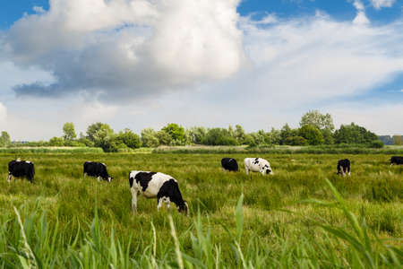 Landscape view of farm field with cows and sheep on cloudy blue sky background.の写真素材