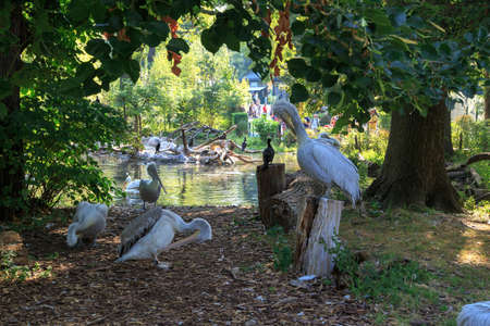 VIENNA, AUSTRIA - SEPTEMBER 11, 2016 : View of big white pelicans among trees with lake scene behind.のeditorial素材