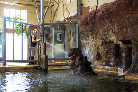 VIENNA, AUSTRIA - SEPTEMBER 11, 2016 : View of big hippopotamus inside pool, playing with its keeper and drinking water.のeditorial素材