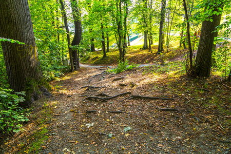 Walkway path of green trees in forest. Outdoor travel in spring or summer season.