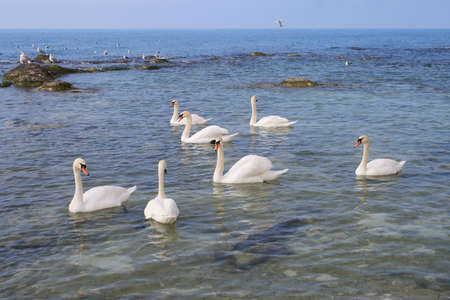 The shore of the Caspian Sea. View of a group of swans.の写真素材