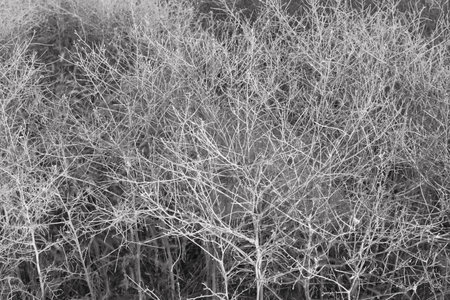 Background of the grass. Close-up. No color.の写真素材