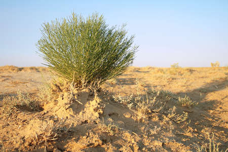 View grasses. Close-up. Season summer, July, evening.の写真素材