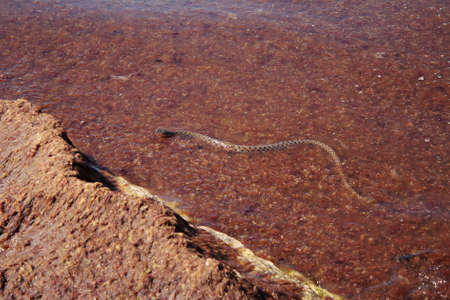 Yellow-bellied (Caspian) skid.の写真素材