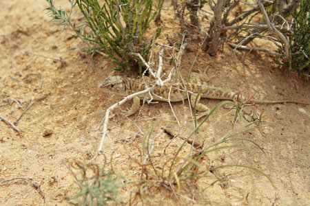 Lizard.の写真素材