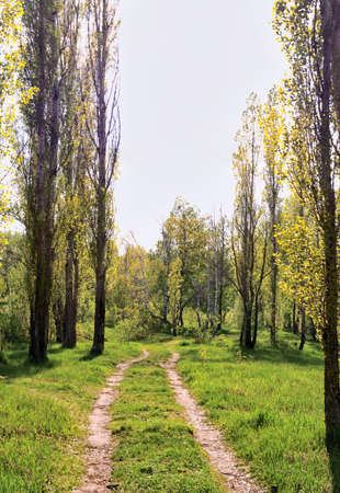 The road through the trees in the spring time.の写真素材