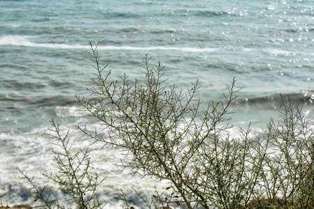 Camel thorn on the background of the Caspian Sea storm.の写真素材