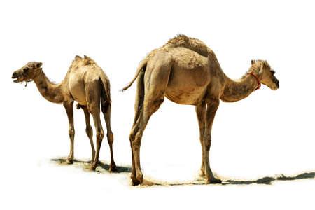 Small camel, close up, isolated on a white background の写真素材