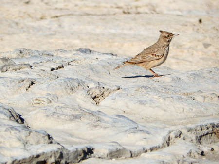 Lark on the rocky shore of Caspian Sea.の写真素材