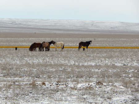Horses grazing near a gas pipe. Mangistau region. Kazakhstan.の写真素材