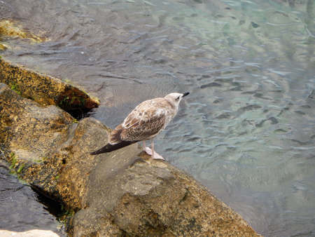 Seagull on rocky shore. Caspian Sea. Kazakhstan.の写真素材