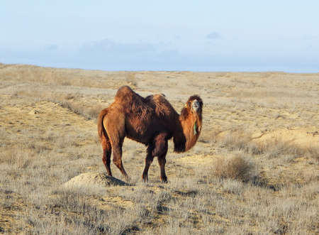 Bactrian camel in the desert. Bactrian camel. Atyrau region. Kazakhstan.の写真素材