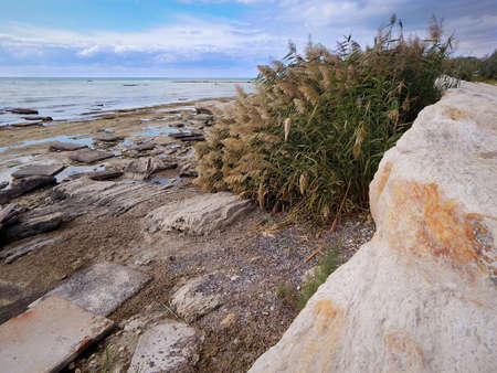 Rocky shore of the Caspian Sea. Reeds.の写真素材