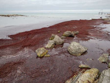 Sea pink slime. Coast of the Caspian Sea.の写真素材