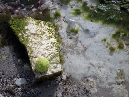 Adam's apple on the rocky shore of the Caspian Sea. October is the month.