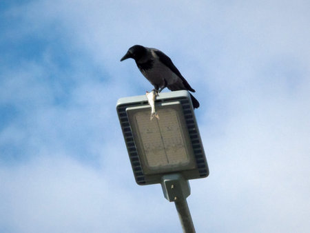 Crow sits on a street lamp and holds a fish.
