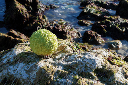 Adam's apple on the rocky shore of the Caspian Sea. October is the month.