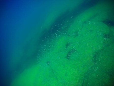 Underwater landscape in the sea. Caspian Sea. Month of June 2021 year.